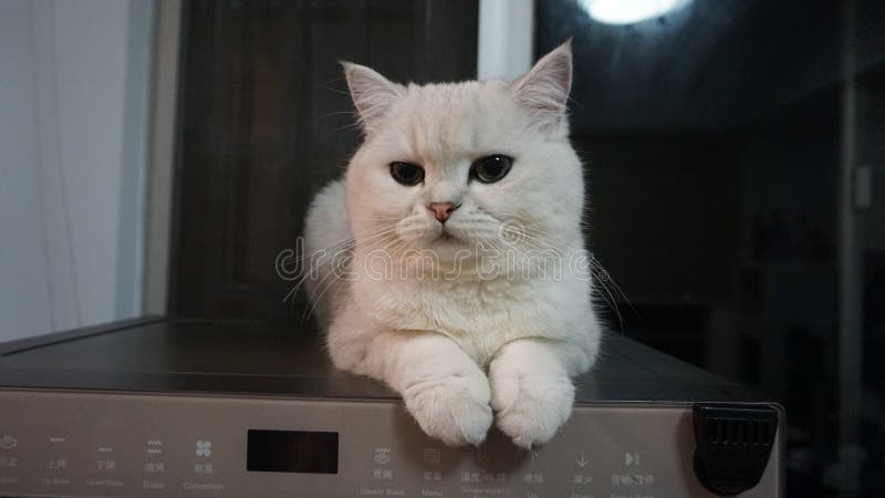 British shorthair cat looks sleepy. It is my lovely british shorthair who is one year old when I took the photo royalty free stock image British shorthair cat looks sleepy. It is my lovely british shorthair who is one year old when I took the photo royalty free stock image