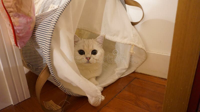 British shorthair cat paying seek-and-hide. It is my lovely british shorthair who is one year old when I took the photo royalty free stock photography British shorthair cat paying seek-and-hide. It is my lovely british shorthair who is one year old when I took the photo royalty free stock photography
