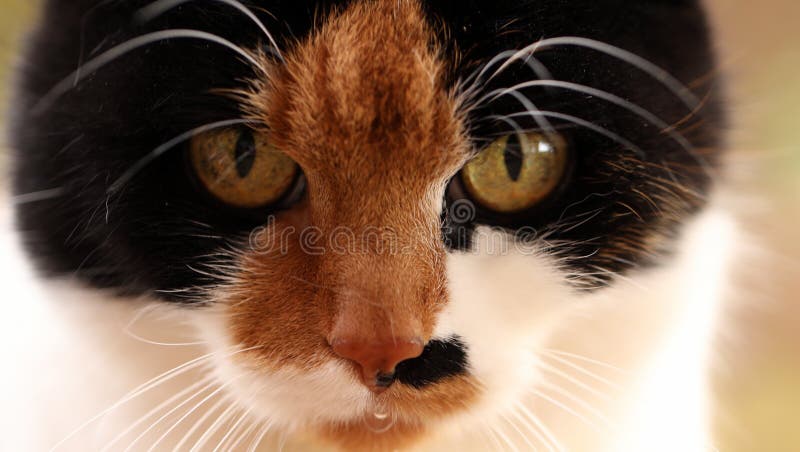 My lucky cat is leaky. stock photo. Image of animal - 143945496