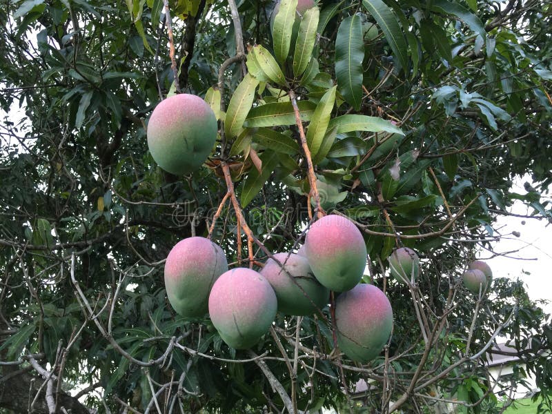 My Mangos stock photo. Image of fruit, florida, tree 91301992