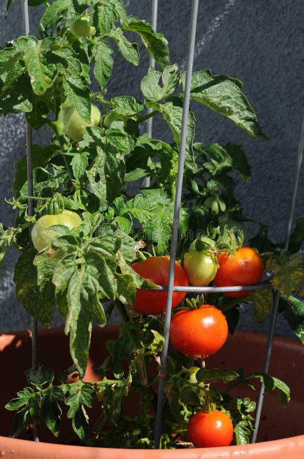 My patio tomato harvest