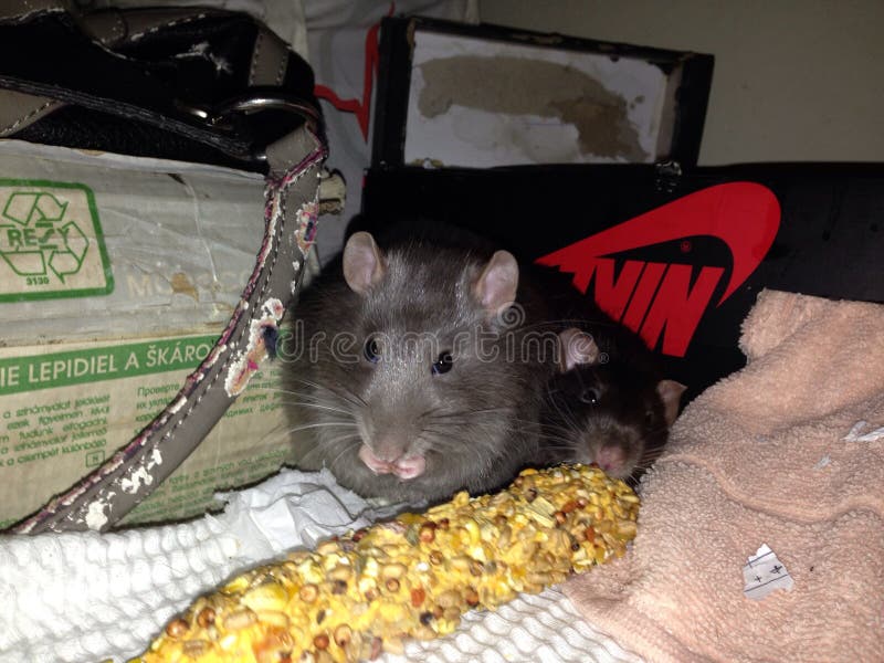 Rats fighting over prey stock vector. Illustration of white 132118824