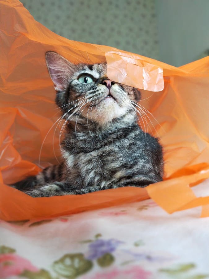 This is my plastic bag stock photo. Image of play, pets 242522814