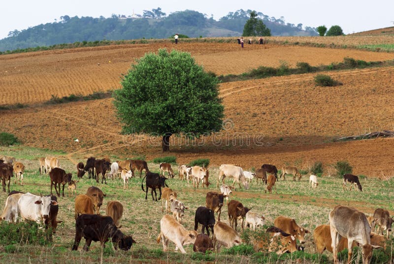 Myanmar platteland