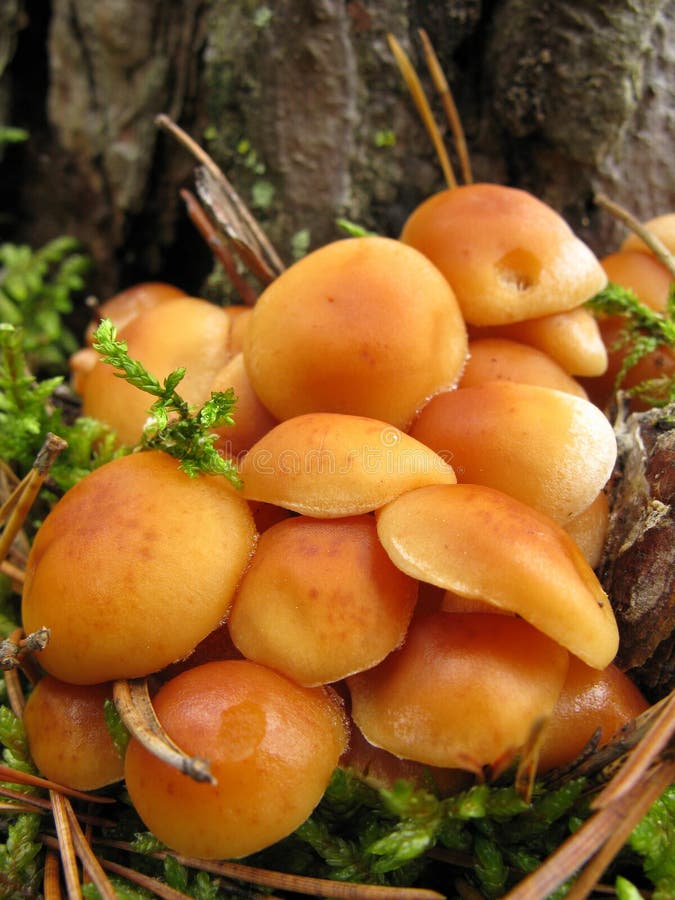 Dikaryotic Mycelium Stock Photos Free & RoyaltyFree Stock Photos