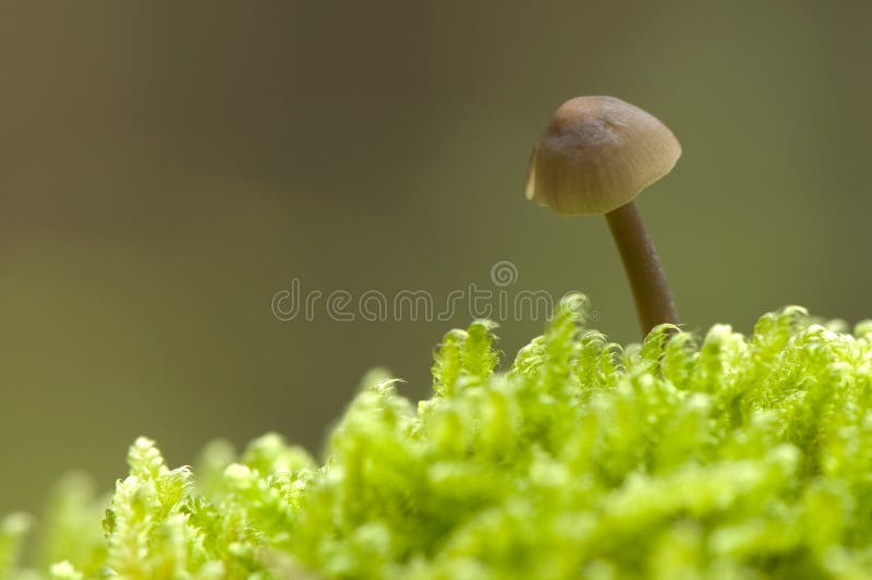 Mycena - Small autumn mushroom among very mchÃ³w
