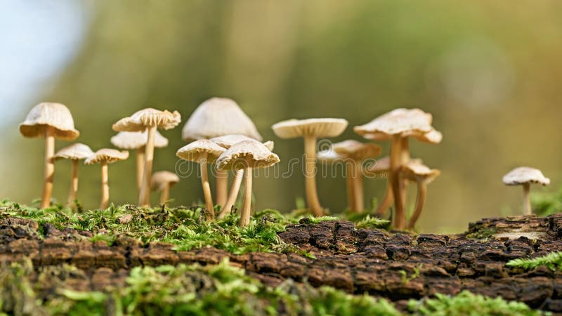 Common bonnet Mycena galericulata on a dead tree trunk in the forest. Common bonnet Mycena galericulata on a dead tree trunk in the forest