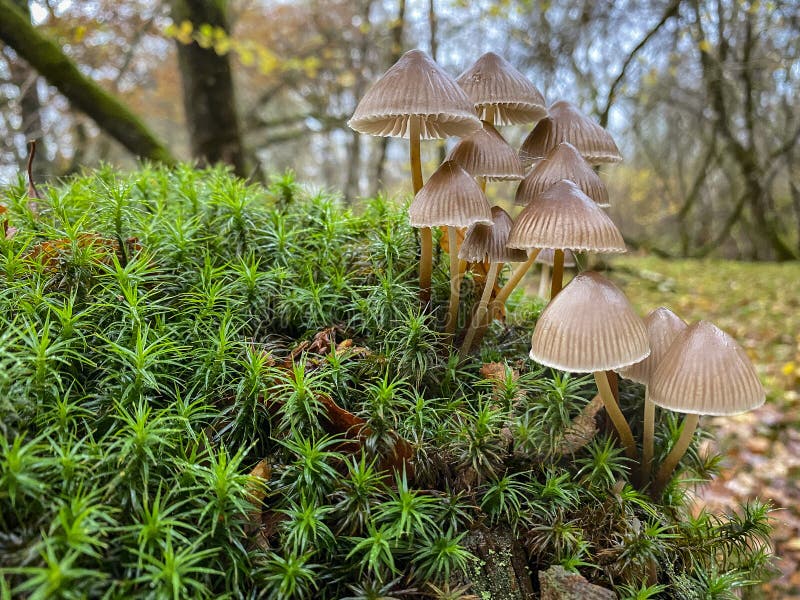 Mycena inclinata, commonly known as the Clustered Bonnet or the Oak-Stump Bonnet cap, is a species of mushroom in the family Mycenaceae