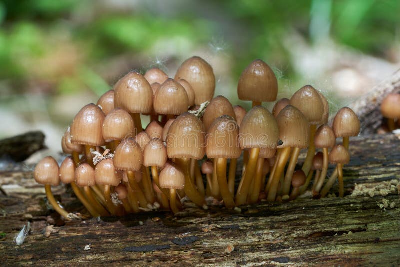 Mycena Renati, Champignon Sur Le Bois Mort. Photo stock Image du fleur, coloré