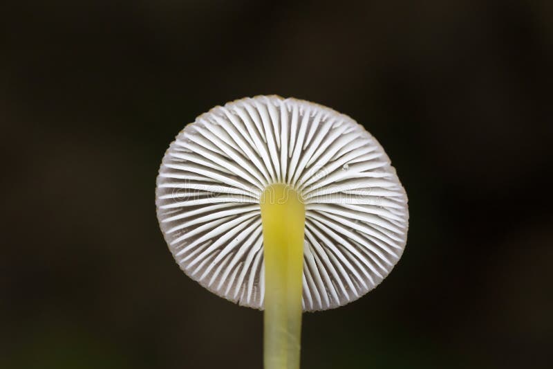 Mycena renati, commonly known as the beautiful bonnet is a species of mushroom in the Mycenaceae family