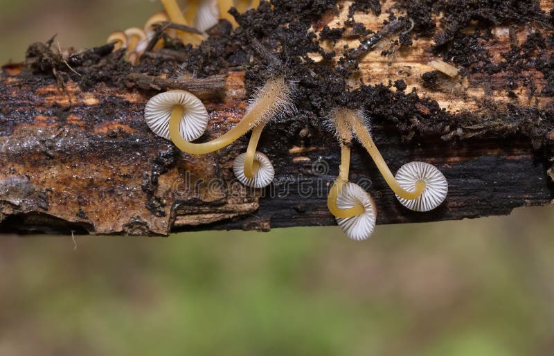 Mycena renati, commonly known as the beautiful bonnet, is a species of mushroom in the family Mycenaceae. Mycena renati, commonly known as the beautiful bonnet, is a species of mushroom in the family Mycenaceae