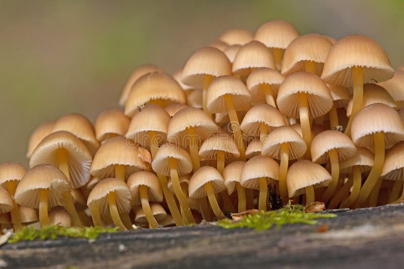 Mycena renati, commonly known as the beautiful bonnet, is a species of mushroom in the family Mycenaceae. Mycena renati, commonly known as the beautiful bonnet, is a species of mushroom in the family Mycenaceae