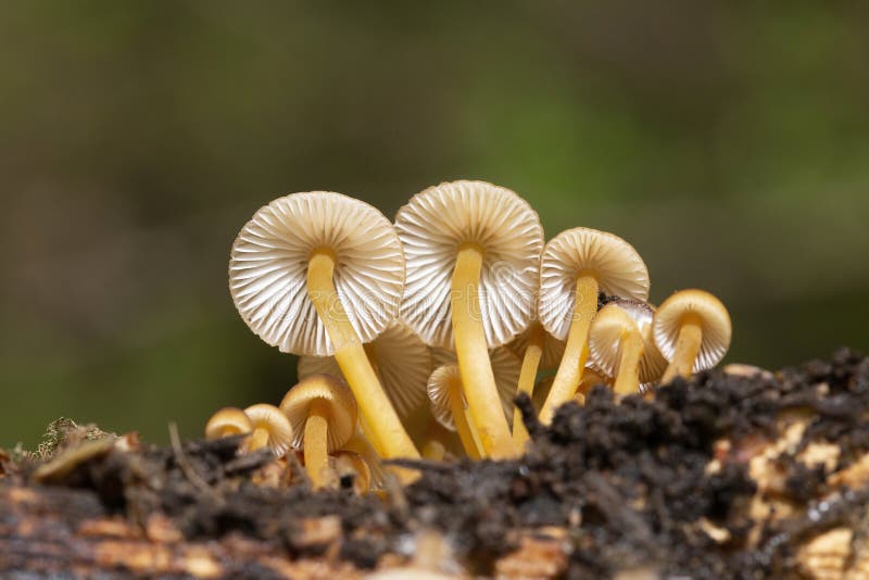 Mycena renati, commonly known as the beautiful bonnet, is a species of mushroom in the family Mycenaceae. Mycena renati, commonly known as the beautiful bonnet, is a species of mushroom in the family Mycenaceae