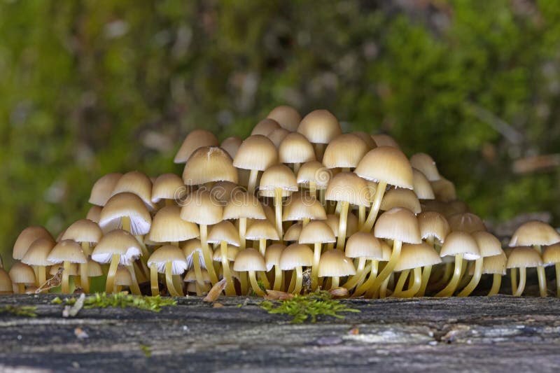 Mycena renati, commonly known as the beautiful bonnet, is a species of mushroom in the family Mycenaceae. Mycena renati, commonly known as the beautiful bonnet, is a species of mushroom in the family Mycenaceae