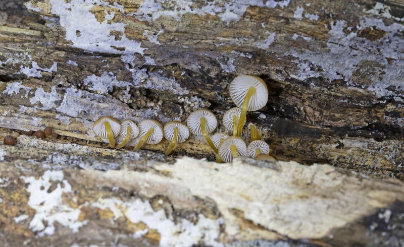 Mycena renati, commonly known as the beautiful bonnet, is a species of mushroom in the family Mycenaceae. Mycena renati, commonly known as the beautiful bonnet, is a species of mushroom in the family Mycenaceae