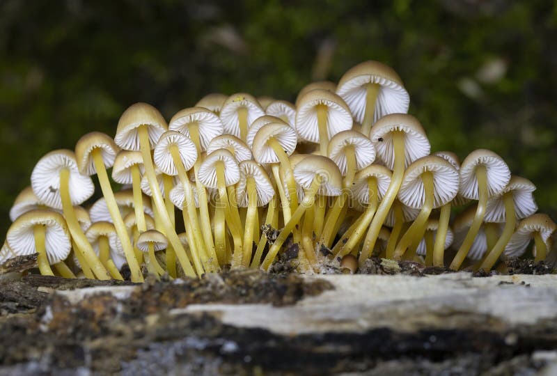 Mycena renati, commonly known as the beautiful bonnet, is a species of mushroom in the family Mycenaceae. Mycena renati, commonly known as the beautiful bonnet, is a species of mushroom in the family Mycenaceae