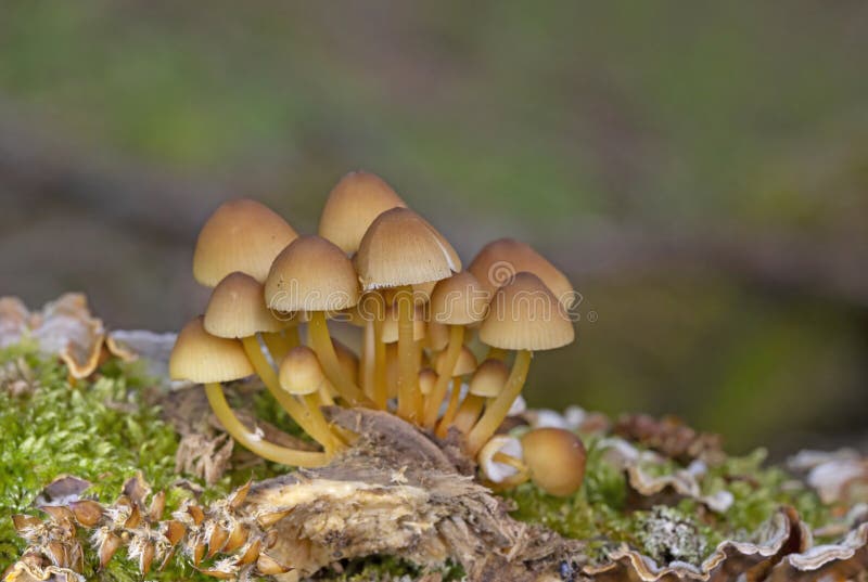 Mycena renati, commonly known as the beautiful bonnet, is a species of mushroom in the family Mycenaceae. Mycena renati, commonly known as the beautiful bonnet, is a species of mushroom in the family Mycenaceae