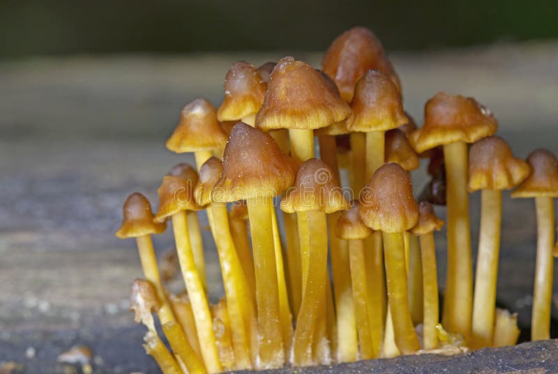 Mycena renati, commonly known as the beautiful bonnet, is a species of mushroom in the family Mycenaceae. Mycena renati, commonly known as the beautiful bonnet, is a species of mushroom in the family Mycenaceae