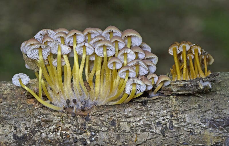 Mycena renati, commonly known as the beautiful bonnet, is a species of mushroom in the family Mycenaceae. Mycena renati, commonly known as the beautiful bonnet, is a species of mushroom in the family Mycenaceae