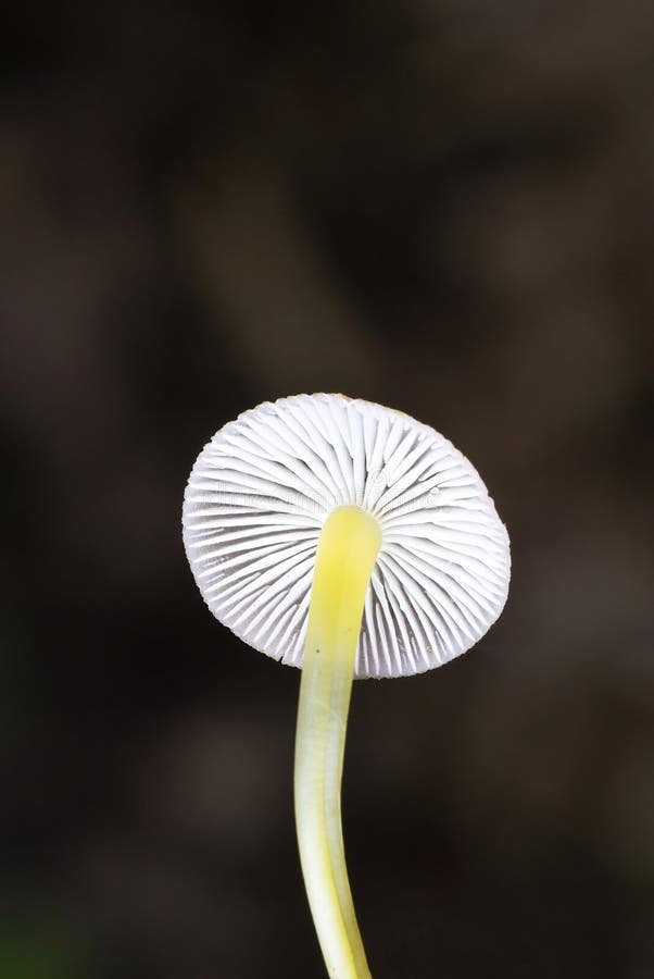 Mycena renati, commonly known as the beautiful bonnet, is a species of mushroom in the family Mycenaceae. Mycena renati, commonly known as the beautiful bonnet, is a species of mushroom in the family Mycenaceae