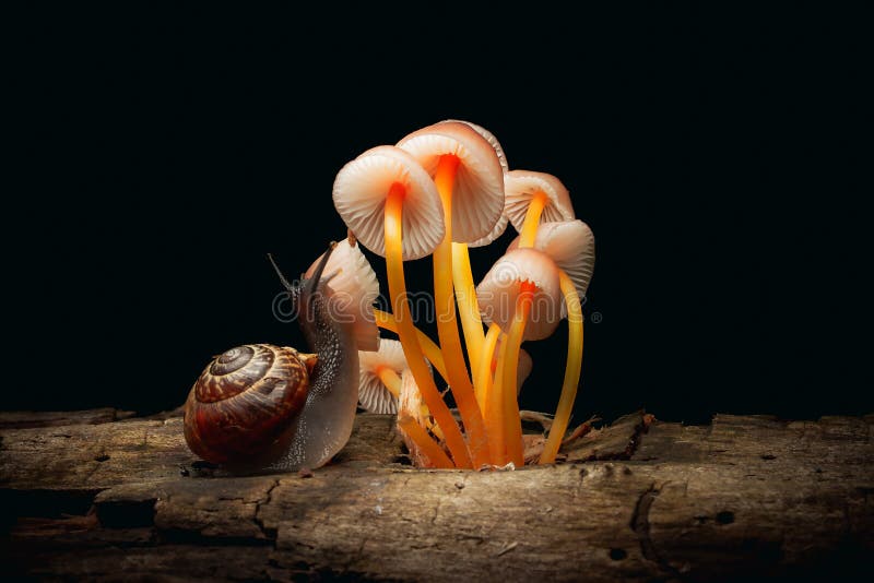 Mycena renati