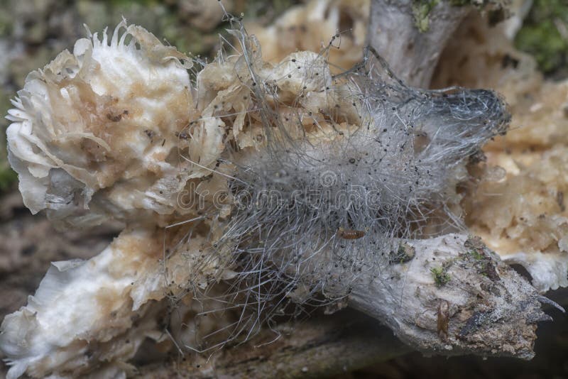 Mycetophagus punctatus asticots se nourrissant du champignon termitomyces comestible et pourri. image libre de droits