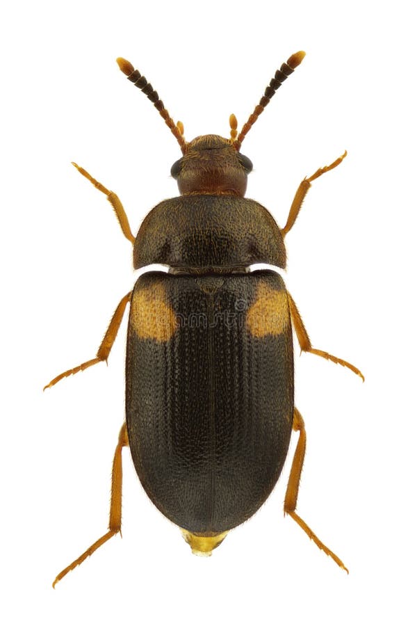 2+ Snapping beetle Free Stock Photos StockFreeImages