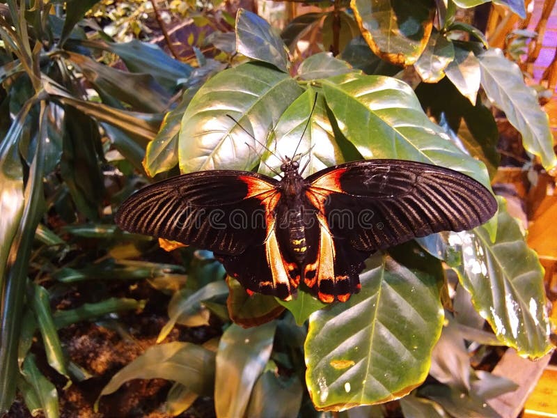 Mycket härlig svart butterfli arkivfoton Mycket härlig svart butterfli arkivfoton
