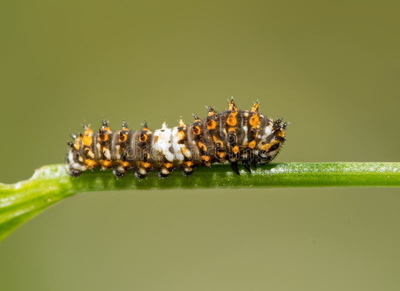 Mycket liten andra instar av den östliga svarta Swallowtail larven arkivfoto Mycket liten andra instar av den östliga svarta Swallowtail larven arkivfoto