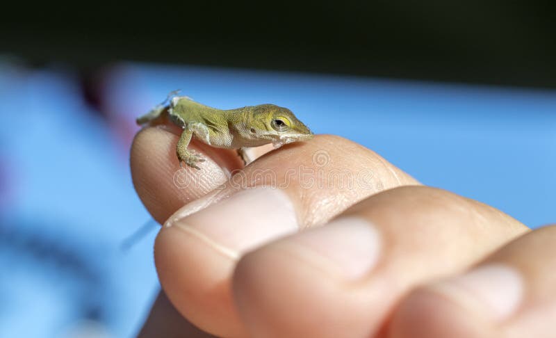 Mycket litet behandla som ett barn den gröna Anole ödlan, Georgia USA arkivbilder Mycket litet behandla som ett barn den gröna Anole ödlan, Georgia USA arkivbilder