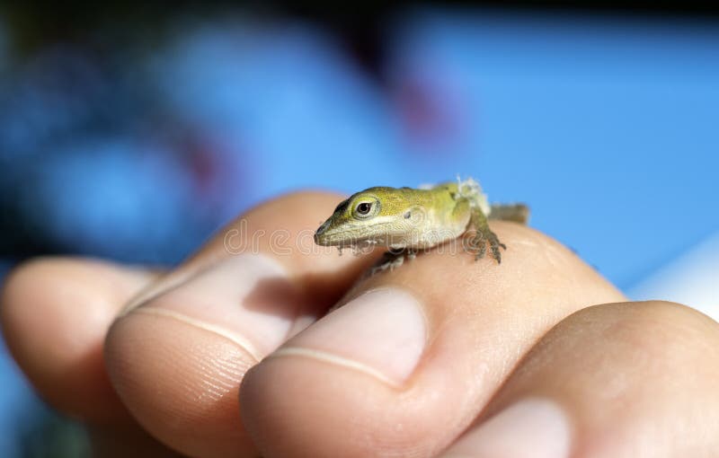 Mycket litet behandla som ett barn den gröna Anole ödlan, Georgia USA royaltyfri fotografi Mycket litet behandla som ett barn den gröna Anole ödlan, Georgia USA royaltyfri fotografi
