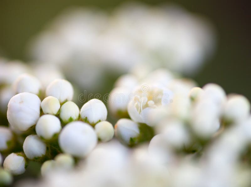 Mycket små knoppar av vita blommor för rönn arkivbilder Mycket små knoppar av vita blommor för rönn arkivbilder