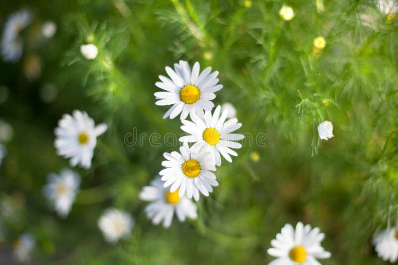 Mycket vit blomma för ljusa små tusenskönor på suddig bakgrund för grönt gräs på äng på slut för solig dag upp fotografering för bildbyråer Mycket vit blomma för ljusa små tusenskönor på suddig bakgrund för grönt gräs på äng på slut för solig dag upp fotografering för bildbyråer