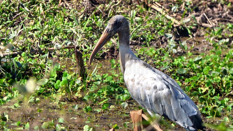 En boliviano selva, sur.