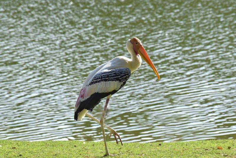Mycteria leucocephala-vogels op zoek naar prooi en foerageermiddel stock afbeelding Mycteria leucocephala-vogels op zoek naar prooi en foerageermiddel stock afbeelding