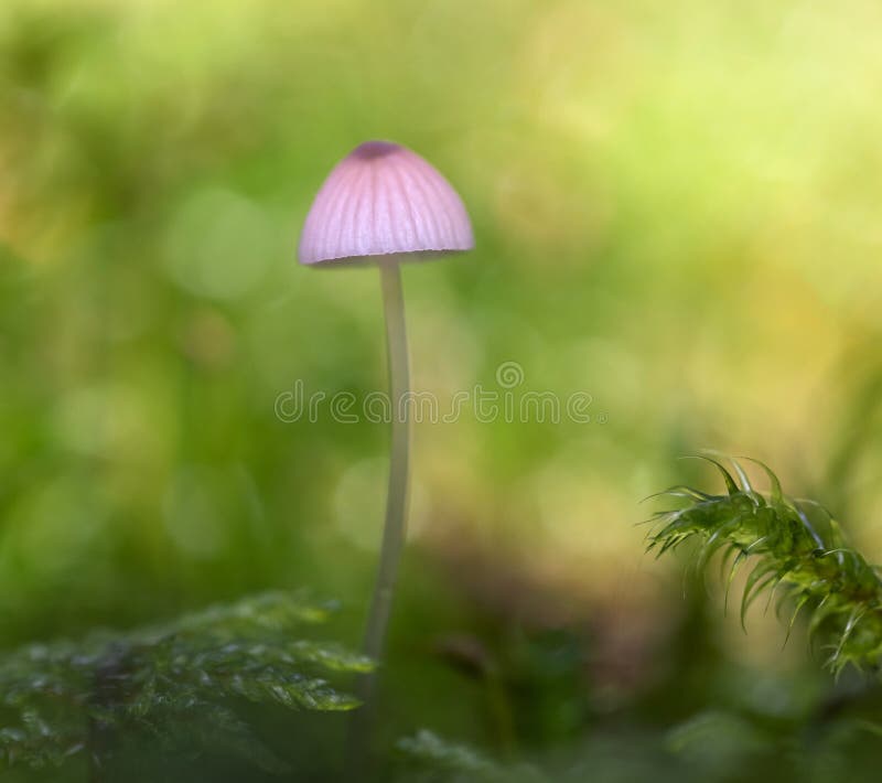 Mushroom Mycena epipterygia. It is commonly known as Yellowleg Bonnet. On a green bokeh background. Mushroom Mycena epipterygia. It is commonly known as Yellowleg Bonnet. On a green bokeh background.