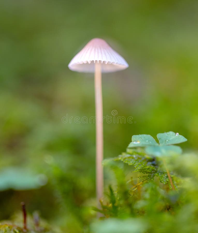 Mushroom Mycena epipterygia. On a green bokeh background. Mushroom Mycena epipterygia. On a green bokeh background.