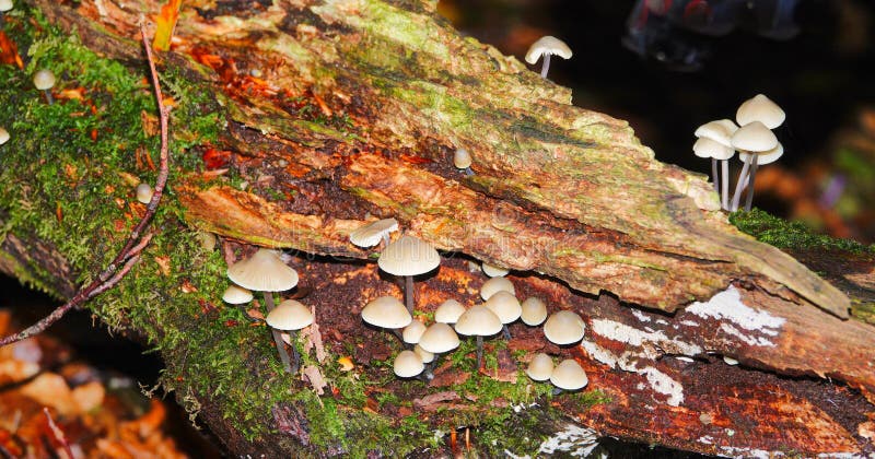 Mycena galericulata or common Bonnet fungi growing on old rotting wood. Mycena galericulata or common Bonnet fungi growing on old rotting wood.