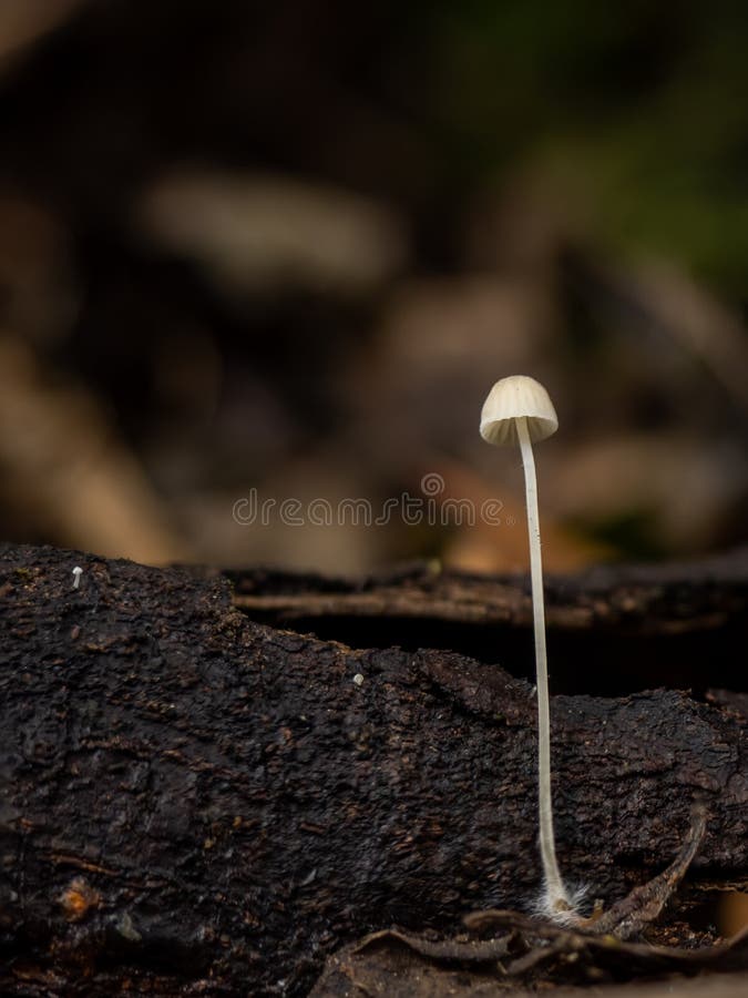 One very small Bonnet or Mycena species fungus, with two even tinier mushrooms to the left, on the log. One very small Bonnet or Mycena species fungus, with two even tinier mushrooms to the left, on the log