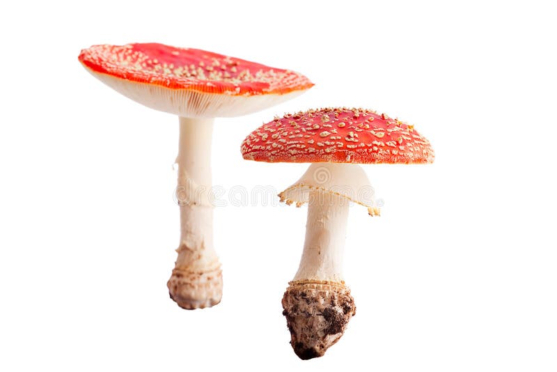 Mycète toxique d'automne d'automne de champignon de couche de mouche d'isolement photographie stock