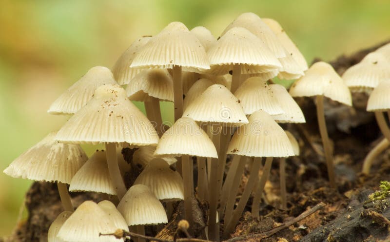 Fungi growing on an old tree trunk. Non Edible. Fungi growing on an old tree trunk. Non Edible