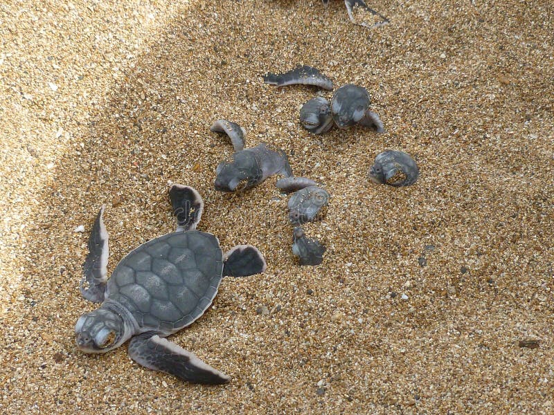 Nest and hatchlings of the endangered green marine turtle on a sandy beach in comoros island, mohÃ©li, itsamia. Nest and hatchlings of the endangered green marine turtle on a sandy beach in comoros island, mohÃ©li, itsamia