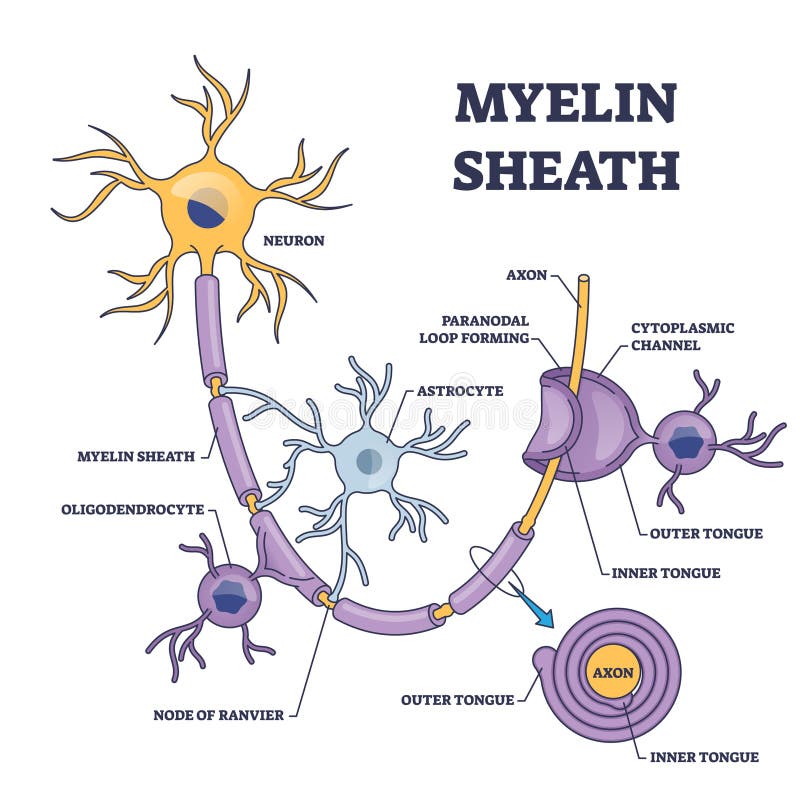 Myelin Sheath Layer for Axon Nerve with Detailed Structure Outline ... Biology Diagrams