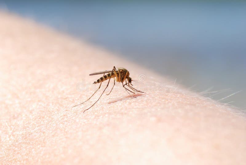 Myggablod som suger på mänsklig hud