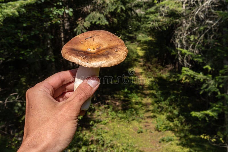 Mykolog som håller vilda svampar i skogen. En mykolog som utforskar skogsdjup noggrant undersöker ett stort vildsvind omgivet av lush grey. selektiv fokusering