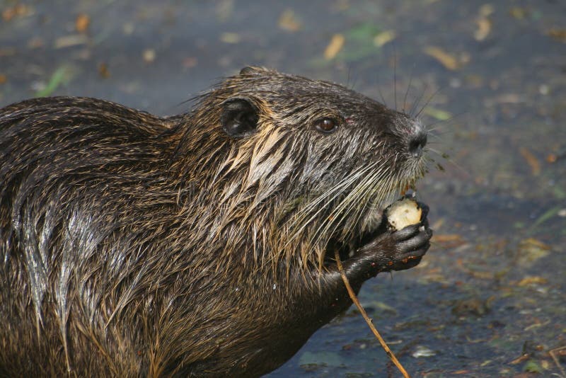 Myocastor coypus