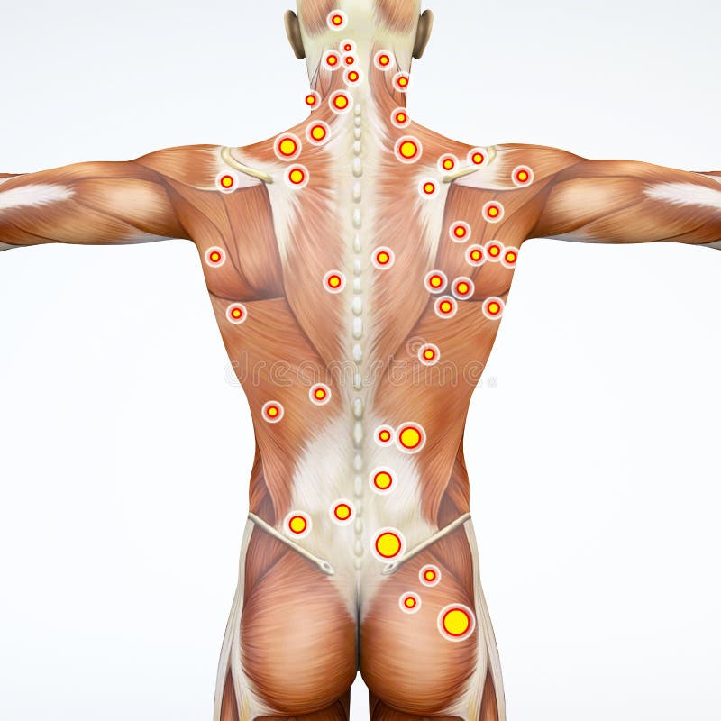 Muscle female back stock illustration. Illustration of muscles - 14370014