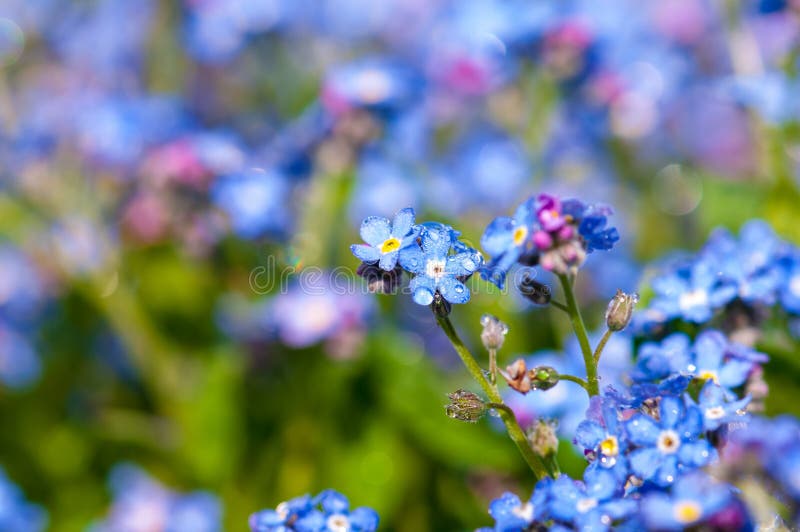 Myosotis Beautiful Blue Forest Flower In Spring Bloosom Stock Photo