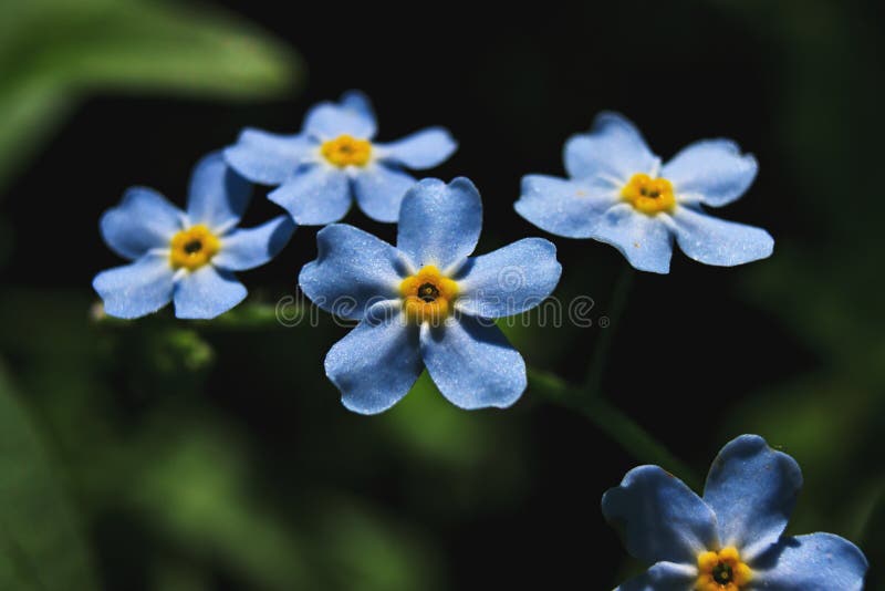 304 Myosotis Scorpioides Photos Free Royalty Free Stock Photos From Dreamstime