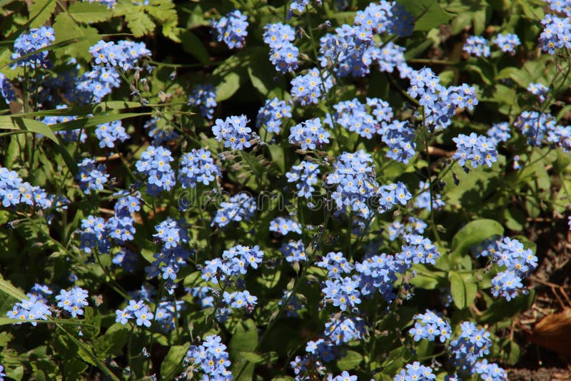 Myosotis (Forget Me Not) Seed, Compindi